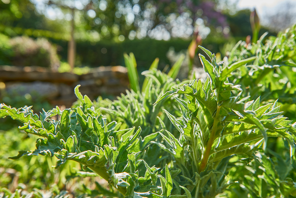 Plante du jardin des herbes médicinales