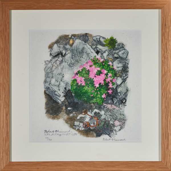 Grvure Gazon rose et renoncule des glaciers