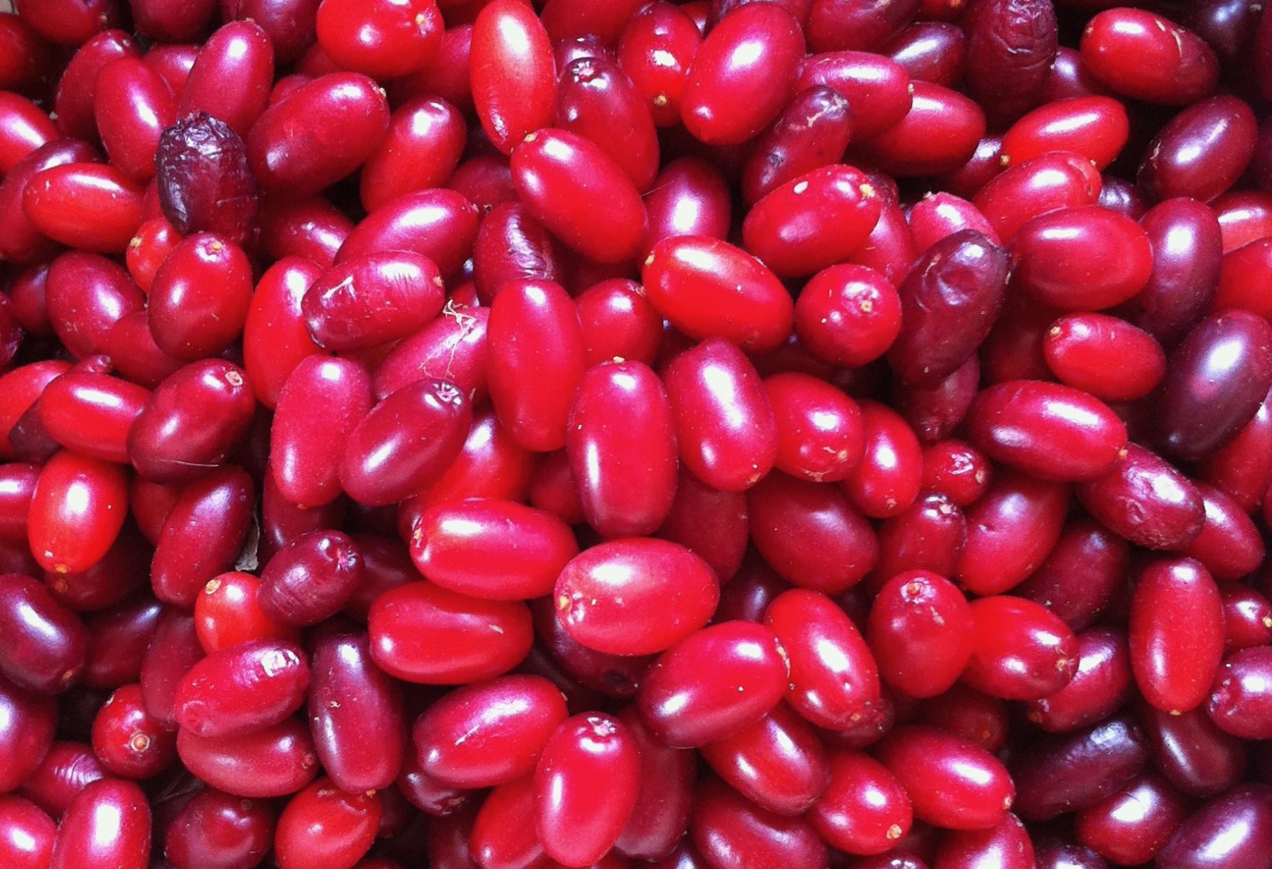 Cuisine sauvage en septembre