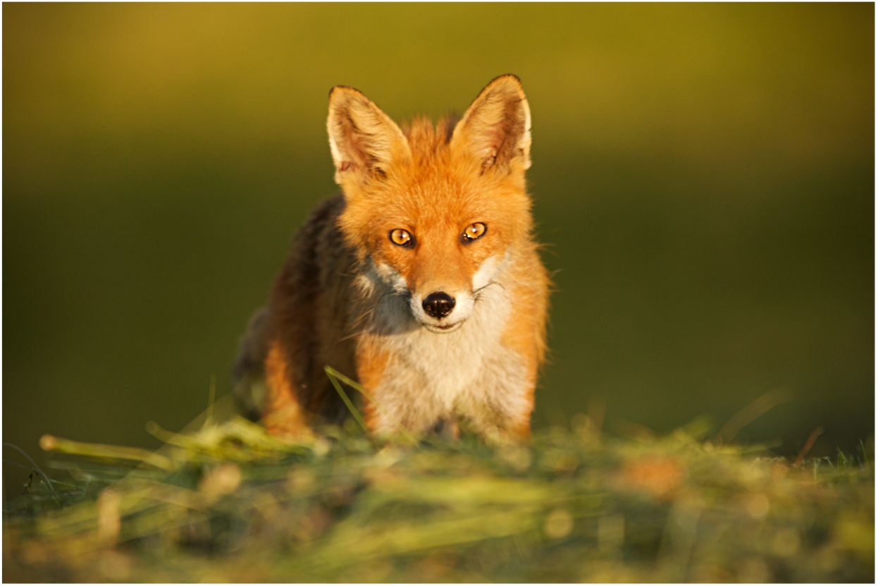 "Faune-tastique" Photos animalières de Pablo Comtesse - Septembre 2023 ...