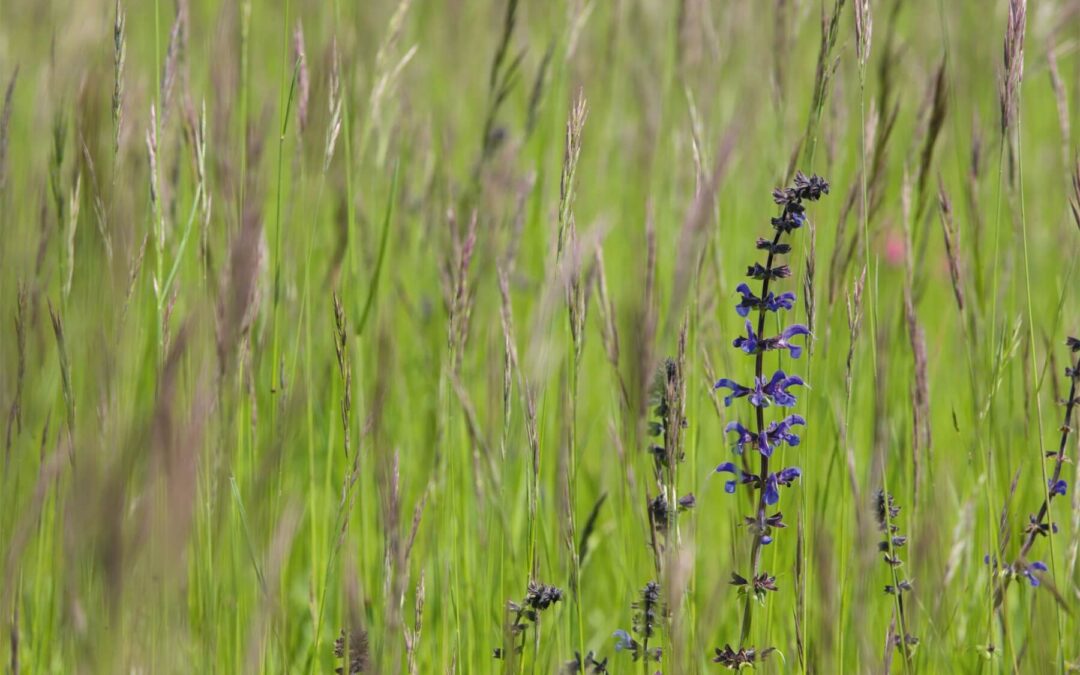 La colline de La Chassagne